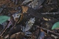 Is it a frog or a leaf? Curious frog in the Amazon region