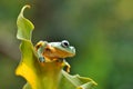 Frog on leaf dumpy frog Royalty Free Stock Photo