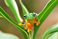 Frog on leaf dumpy frog Royalty Free Stock Photo