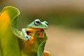 Frog on leaf dumpy frog Royalty Free Stock Photo