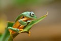 Frog on leaf dumpy frog Royalty Free Stock Photo