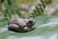 Frog on a leaf Royalty Free Stock Photo