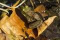Frog on Leaf Royalty Free Stock Photo