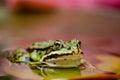 Frog on a leaf - gardem water frog