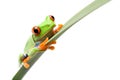 Frog on a leaf isolated white Royalty Free Stock Photo