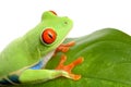 Frog on a leaf isolated white Royalty Free Stock Photo