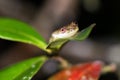 Frog on a leaf