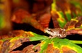 Frog on a leaf of the tree Royalty Free Stock Photo