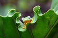 Frog on a leaf, tree frog, flying frog, Royalty Free Stock Photo