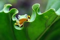 Frog on a leaf, tree frog, flying frog, Royalty Free Stock Photo