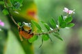 Frog on a leaf, tree frog, flying frog, Royalty Free Stock Photo
