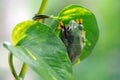 Frog on a leaf, tree frog, flying frog, Royalty Free Stock Photo