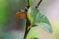 Frog on a leaf, tree frog, flying frog, Royalty Free Stock Photo