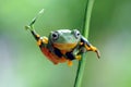 Frog on a leaf, tree frog, flying frog, Royalty Free Stock Photo