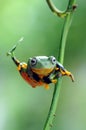 Frog on a leaf, tree frog, flying frog, Royalty Free Stock Photo