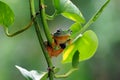 Frog on a leaf, tree frog, flying frog, Royalty Free Stock Photo