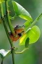 Frog on a leaf, tree frog, flying frog, Royalty Free Stock Photo