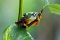 Frog on a leaf, tree frog, flying frog, Royalty Free Stock Photo