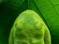 Tree Frog on Leaf Royalty Free Stock Photo