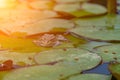 frog leaf water lily. A small green frog is sitting at the edge of water lily leaves in a pond Royalty Free Stock Photo