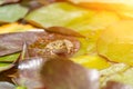 frog leaf water lily. A small green frog is sitting at the edge of water lily leaves in a pond Royalty Free Stock Photo