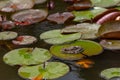 frog leaf water lily. A small green frog is sitting at the edge of water lily leaves in a pond Royalty Free Stock Photo