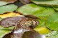 frog leaf water lily. A small green frog is sitting at the edge of water lily leaves in a pond Royalty Free Stock Photo