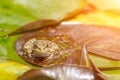 frog leaf water lily. A small green frog is sitting at the edge of water lily leaves in a pond Royalty Free Stock Photo