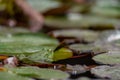 frog leaf water lily. A small green frog is sitting at the edge of water lily leaves in a pond Royalty Free Stock Photo