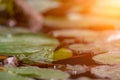 frog leaf water lily. A small green frog is sitting at the edge of water lily leaves in a pond Royalty Free Stock Photo
