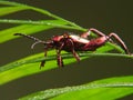 Frog Legged Beetle