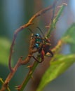 Frog-Legged Beetle