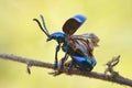 frog-legged leaf beetle