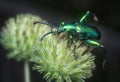 The frog-legged leaf beetle on the hyptis capitata bud.