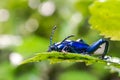 Frog Legged Leaf Beetle Sagra buqueti Royalty Free Stock Photo