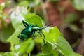 Frog Legged Leaf Beetle Sagra buqueti Royalty Free Stock Photo