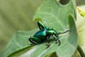Frog Legged Leaf Beetle Sagra buqueti Royalty Free Stock Photo