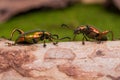 Frog Legged Leaf Beetle Sagra buqueti Royalty Free Stock Photo