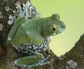 Frog Leptopelis vermiculatus Royalty Free Stock Photo