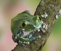 Frog Leptopelis vermiculatus Royalty Free Stock Photo