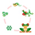 Frog life cycle. Amphibian growth development stages eggs or frogspawn, embryos, tadpole, froglet, adult frog. Frogs