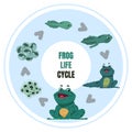 Frog life cycle. Amphibian metamorphosis diagram. Toad ontogenesis. Development from frogspawn reproduce to tadpoles Royalty Free Stock Photo