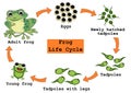 Frog Life Cycle Concept