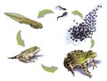 Frog life cycle Royalty Free Stock Photo