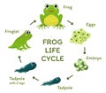 Frog life cycle educational poster template with arrows and place for text vector flat illustration Royalty Free Stock Photo