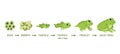 Frog life cycle. Egg masses, tadpole, froglet, frog metamorphosis. Wild water animals, evolution development toads Royalty Free Stock Photo