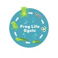 Frog life cycle. From eggs to tadpole and adult frog. Kids biology educational vector illustration