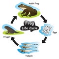 Frog Life Cycle Infographic Diagram