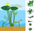 Frog life cycle. Sequence of stages of development of frog from egg to adult animal Royalty Free Stock Photo