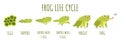 Frog life cycle. Stages development and growth of toad, water animal transforming stages, funny amphibians age changes